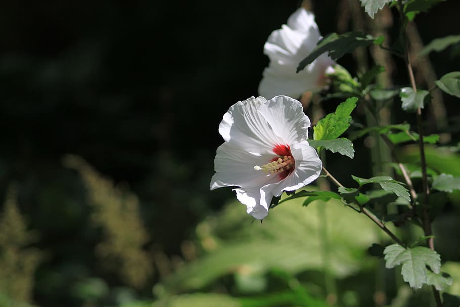 Rose of sharon 1080P, 2K, 4K, 5K HD wallpapers free download