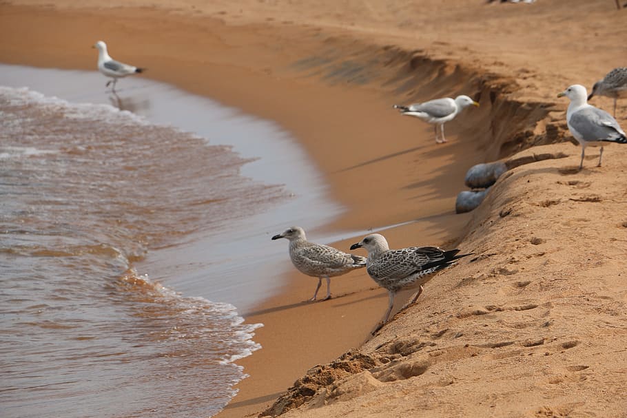 Baikal, Gulls, Beach, one animal, sand, water, animal themes HD wallpaper