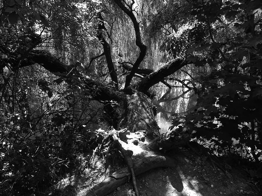 Light, Shadow Play, Photographer, nature, no people, tree, day HD wallpaper