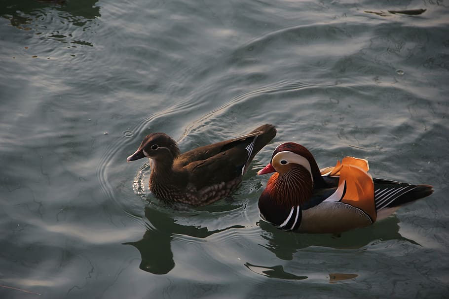 mandarin duck, conjugal love, pairs, brooks, water, bird, animals in the wild, HD wallpaper