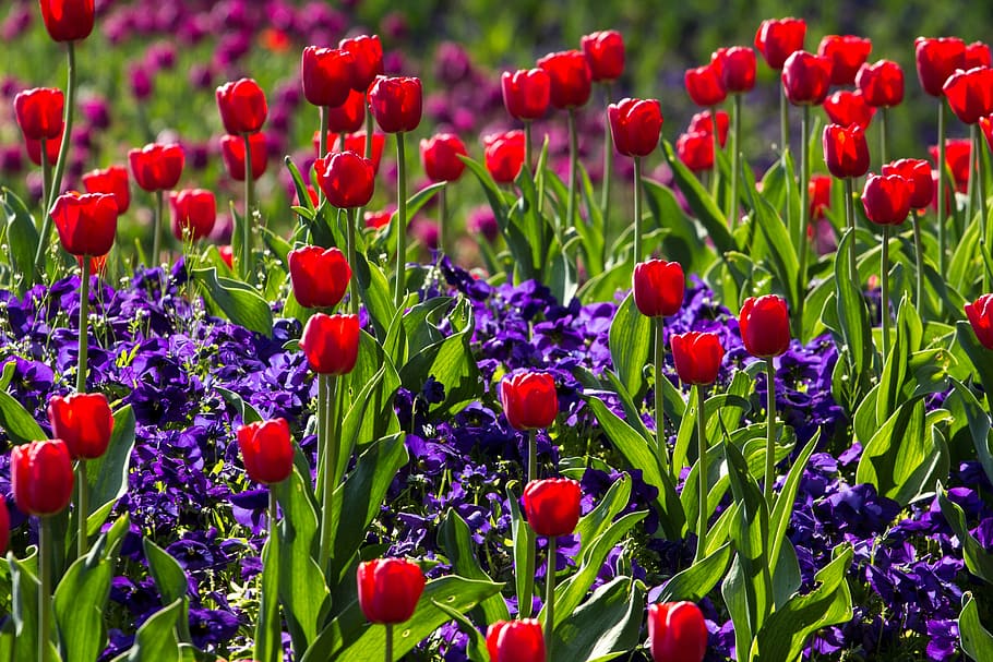 bed of red tulip flower, tulips, spring, light, colorful, macro HD wallpaper