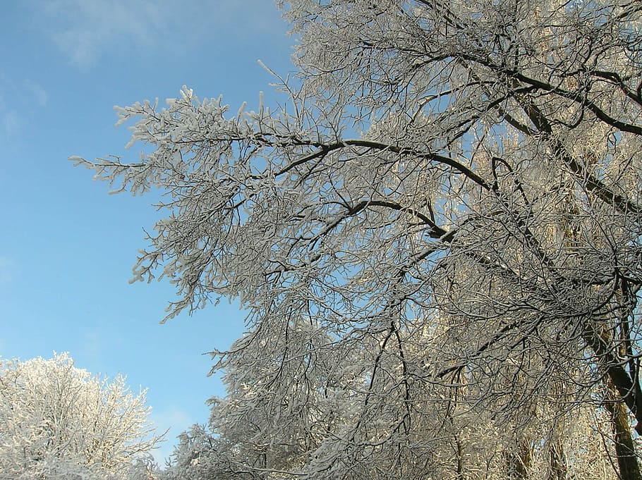 winter, snow, tree, cold, nature, branch, season, outdoors HD wallpaper