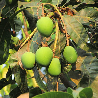 fresh mango, fruit, juicy, food, ripe, healthy, diet, vegetarian HD wallpaper