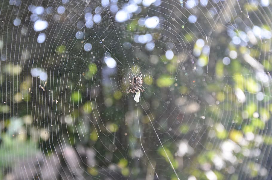 spider, cobweb, network, nature, close, disgust, arachne, orb web HD wallpaper