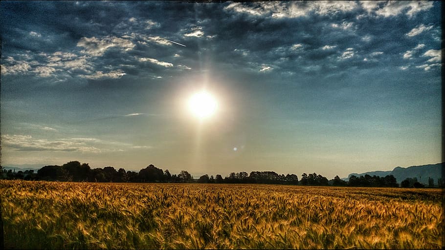 summer, sun, field, clouds, sky, tranquil scene, plant, landscape HD wallpaper