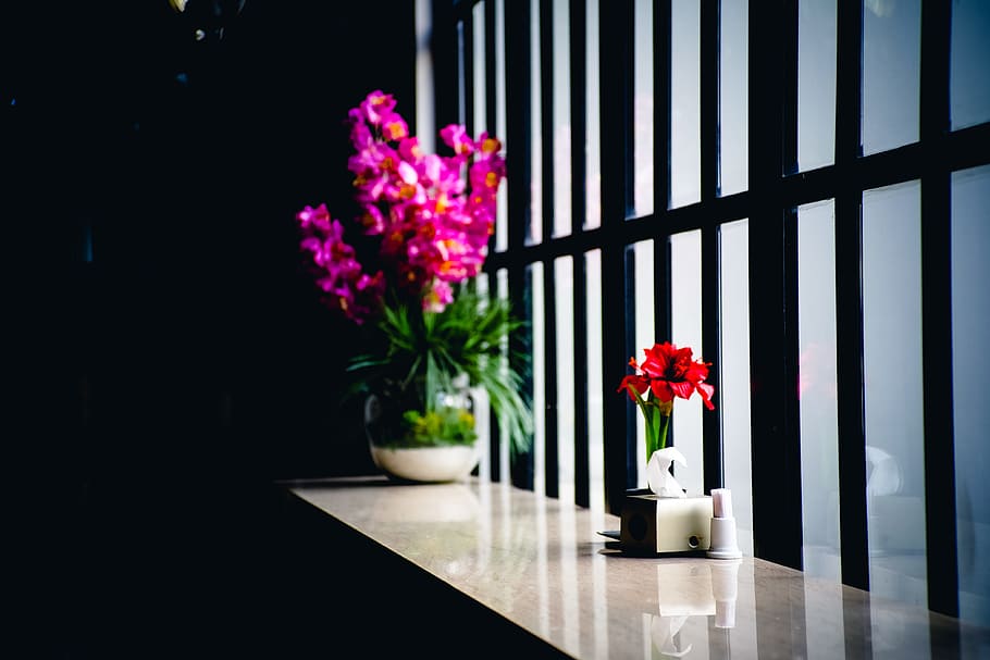 two flowers on pots near window, Alienated, table, bench, plant HD wallpaper