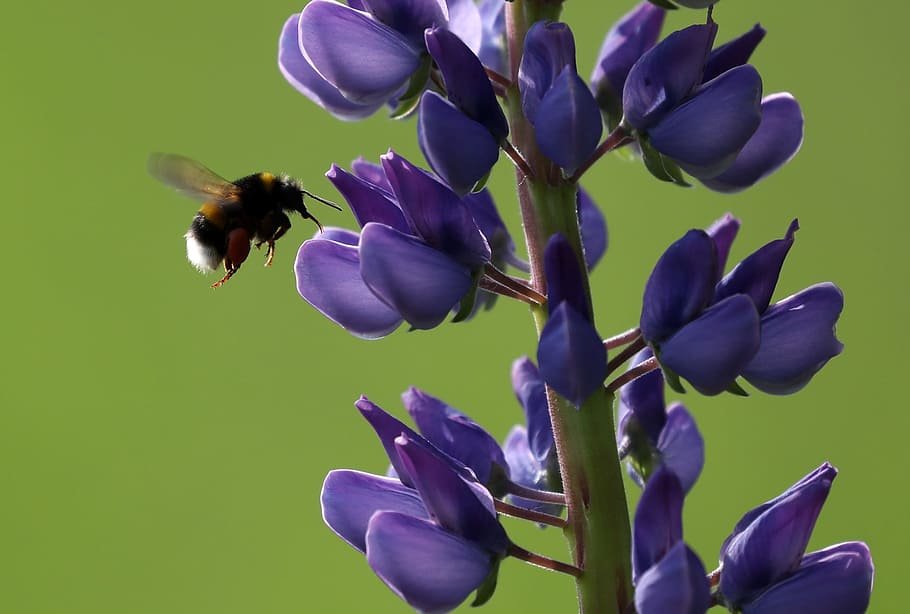 Bee, Lupine, Flower, Insect, Spring, nature, purple, petal HD wallpaper