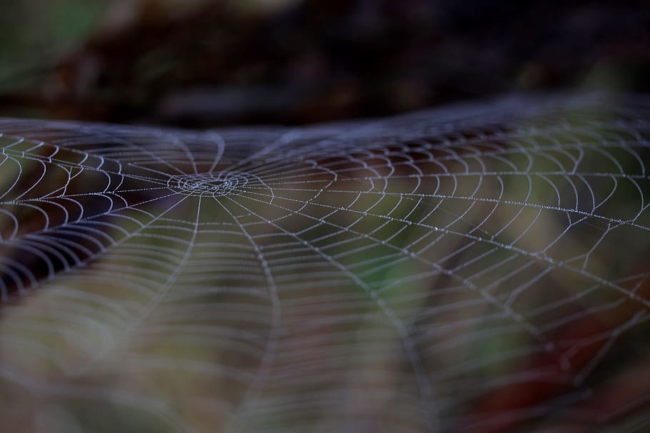 spider web, wet, hooked, place, dew, drops, nature, close-up HD wallpaper