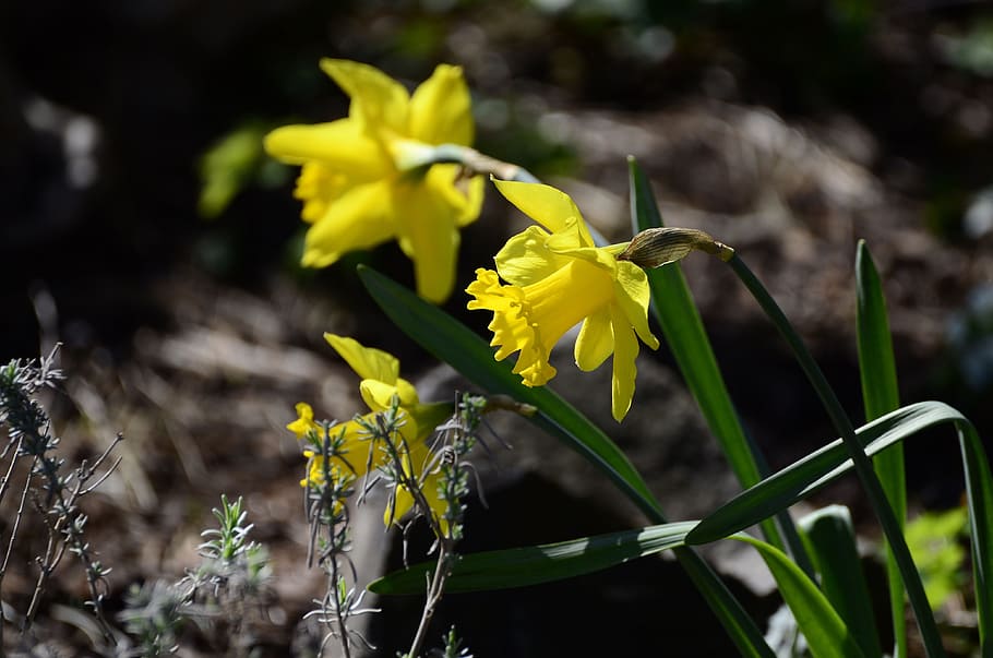 spring flower, daffodils, yellow, close, blossom, bloom, yellow flower HD wallpaper