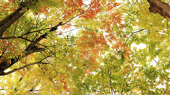 green and orange leaves paintin, autumn, fall, leaf, tree, trees HD wallpaper