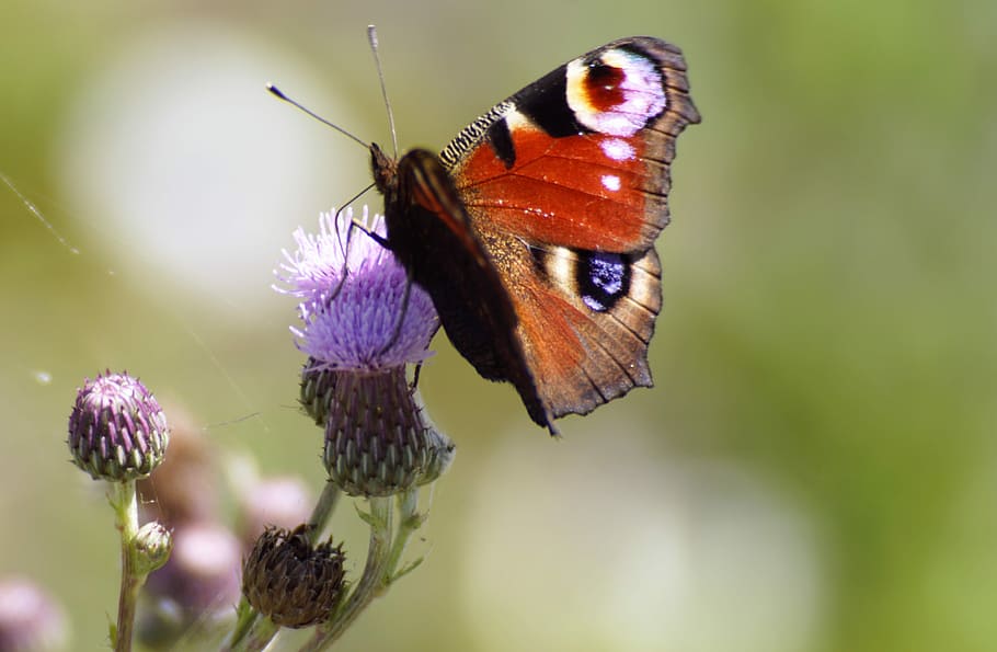 Butterfly, Nature, Flower, Bug, Nectar, spring, peacock, insect HD wallpaper
