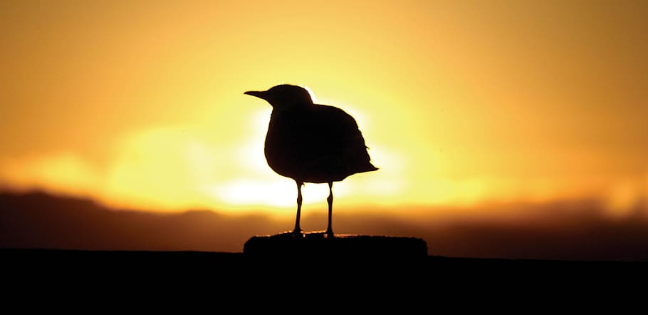 sun, clouds, ocean, bird, dawn, sunset, silhouette, animal HD wallpaper