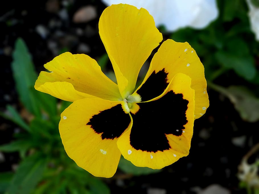 flower, pansy, spring, yellow, nature, leaf, plant, flowering plant HD wallpaper