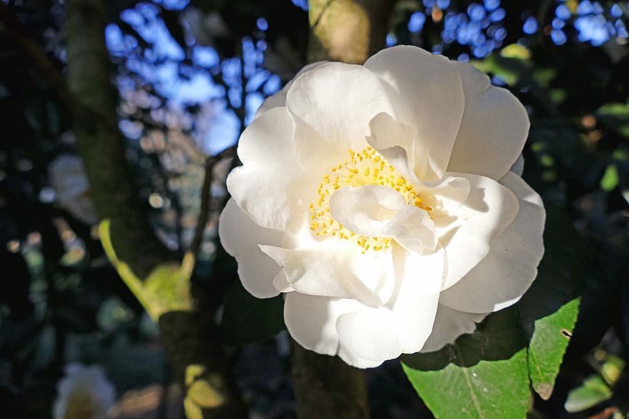 Japanese Camellia, White, Blooms, large blooms, bush, tree