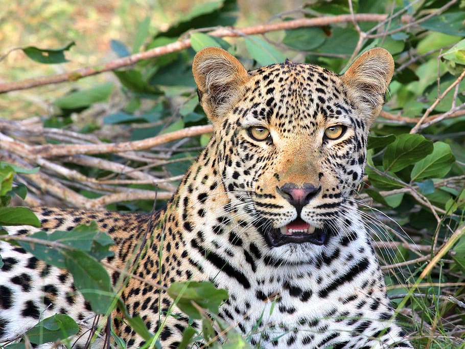brown and black leopard surrounded by green leaves, leopard head HD wallpaper