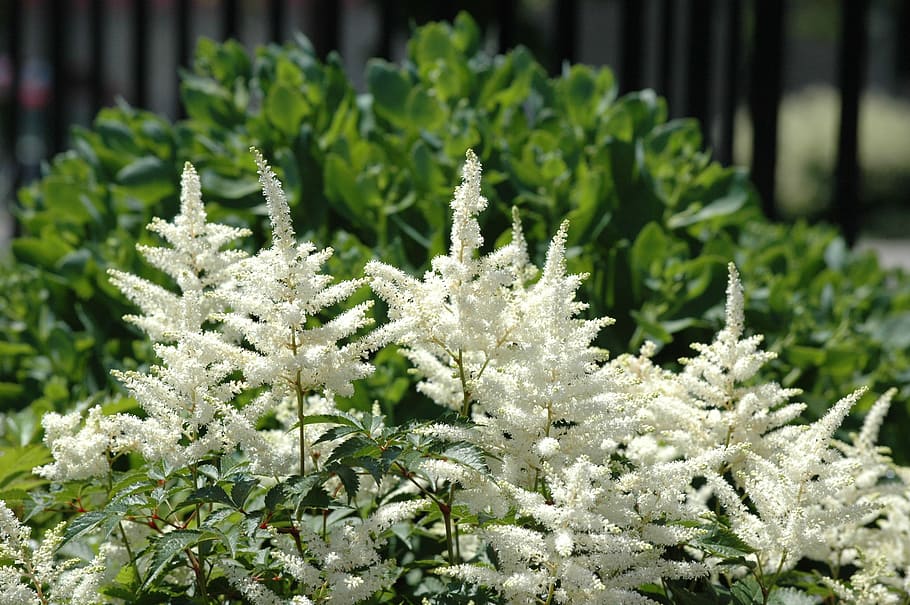 False Spirea Flower Wallpaper Best Flower Wallpaper