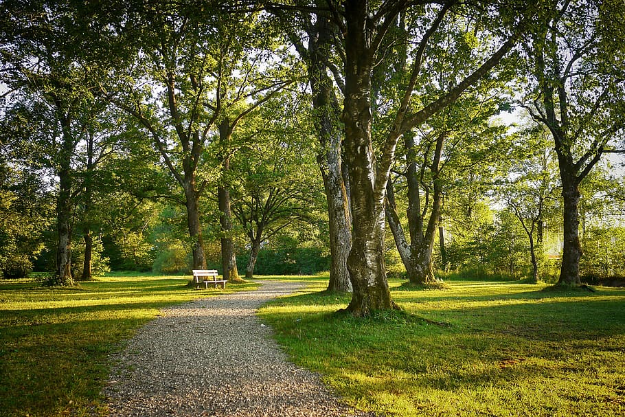 green trees on grass field, nature, instructions, park, path HD wallpaper