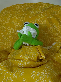 ill, cold, sniff, handkerchief, kermit, frog, indoors, representation HD wallpaper