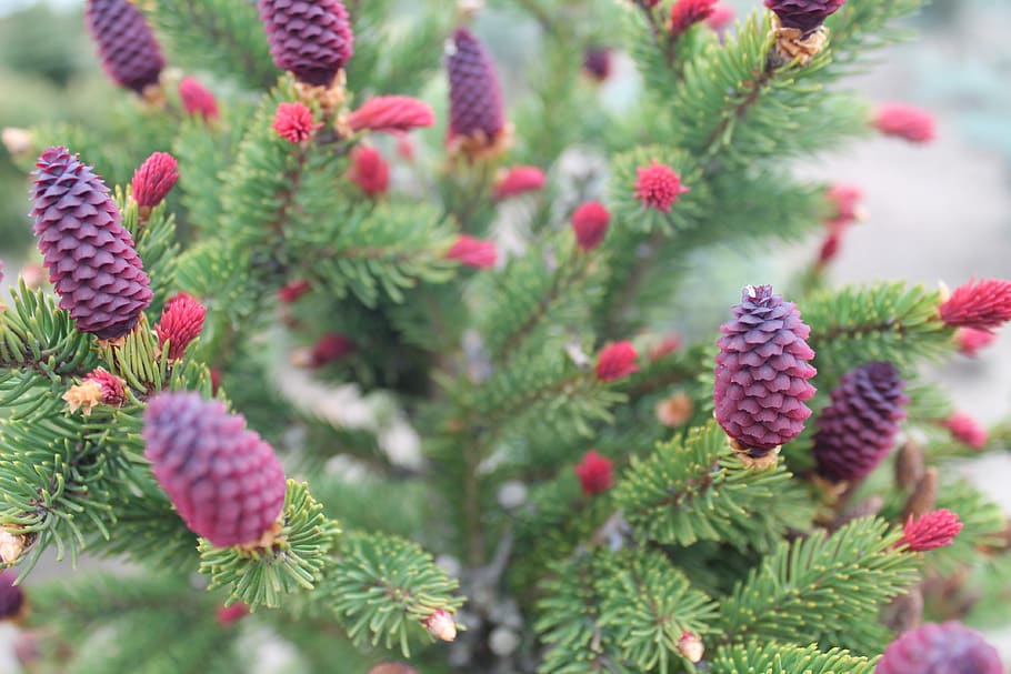 needle, pine, cone, tree, evergreen, nature, flora, season HD wallpaper