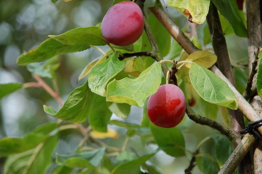 plum, summer, fruit, tree, leaf, plant part, healthy eating HD wallpaper