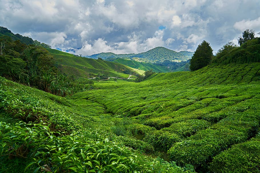 landscape photography of green downhill, mountain, nature, taylor HD wallpaper