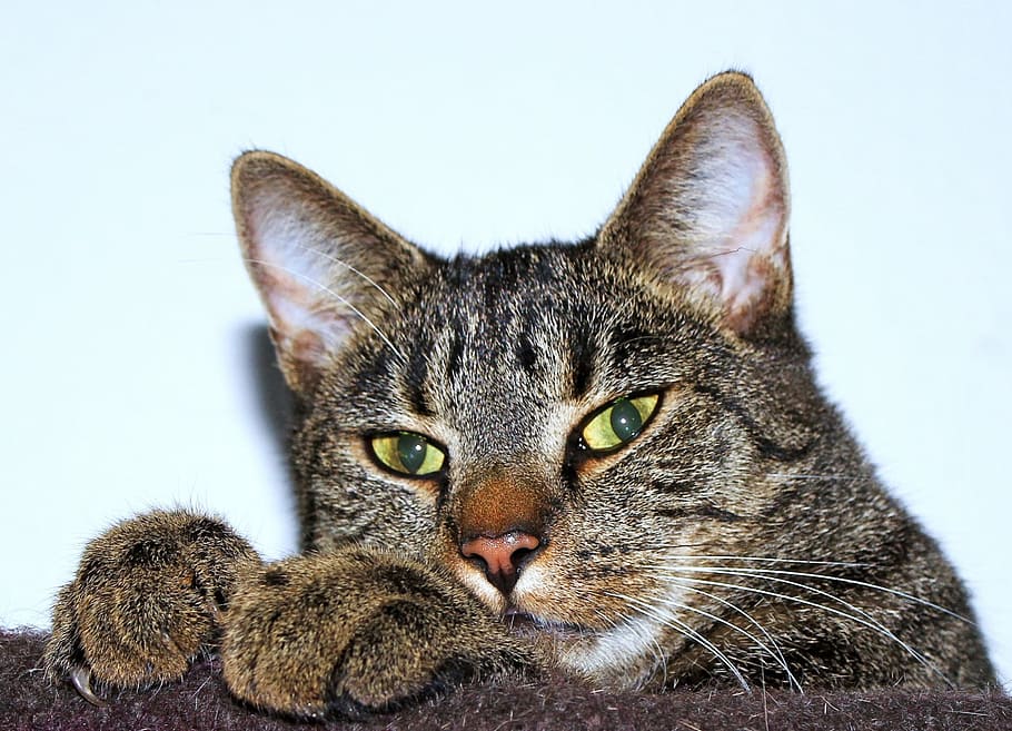 cat, sleeping, inside, tired, kitten, kitty, feline, cute, pet HD wallpaper