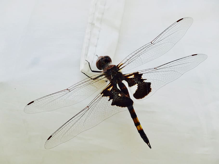 dragonfly, insect, damselfly, wing, wildlife, macro, animal themes HD wallpaper