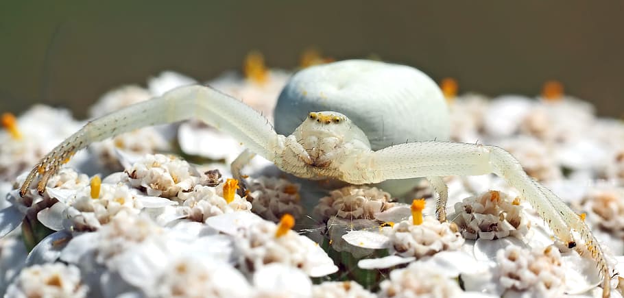 Insect, Nature, Live, no people, flower, day, outdoors, close-up HD wallpaper