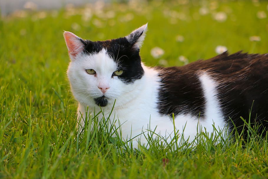 meadow, cat, concerns, watch, black and white, grass, domestic cat HD wallpaper