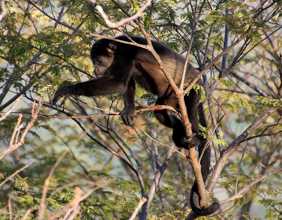 shallow focus photography of black monkey on tree during daytime HD wallpaper