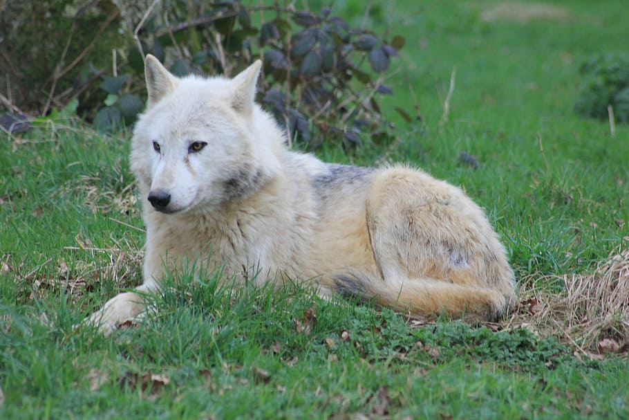 Wolf, Woods, sitting, one animal, animal themes, grass, mammal HD wallpaper