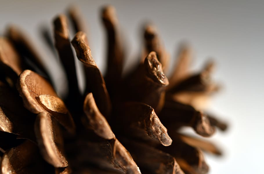 cone, tree, fores, selective focus, close-up, studio shot, brown HD wallpaper