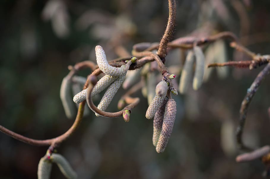 Corkscrew, Hazel, Bush, Spring, Plant, corkscrew hazel, aesthetic HD wallpaper