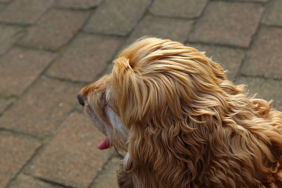 dog, pup, texture, mammal, one animal, canine, domestic animals HD wallpaper