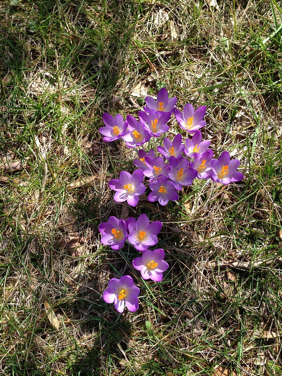 crocus, bloom, blooming, spring, nature, flower, violet, purple HD wallpaper