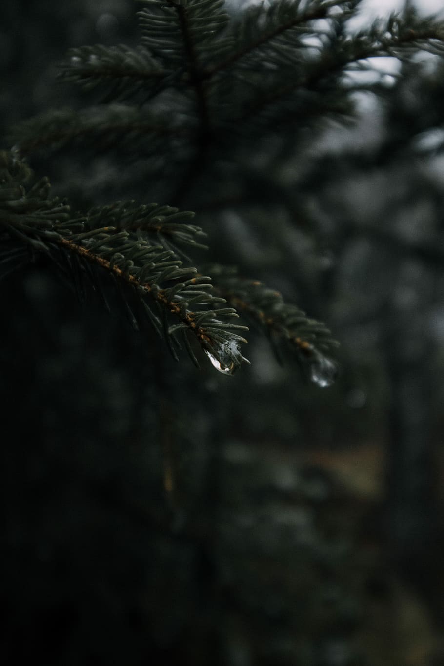 shallow focus of raindrop, selective focus of green tree with water dew HD wallpaper