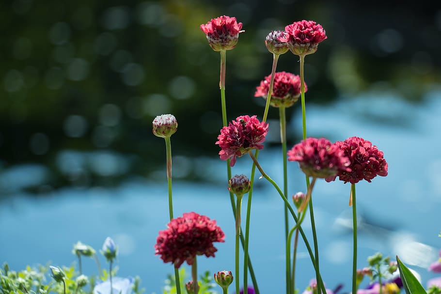flowers, bloom, flora, nature, spring, plant, bright, garden HD wallpaper