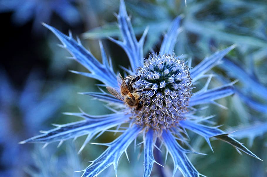 Thistle, Bee, Blue, Violet, blue thistle, insect, nature, prickly HD wallpaper