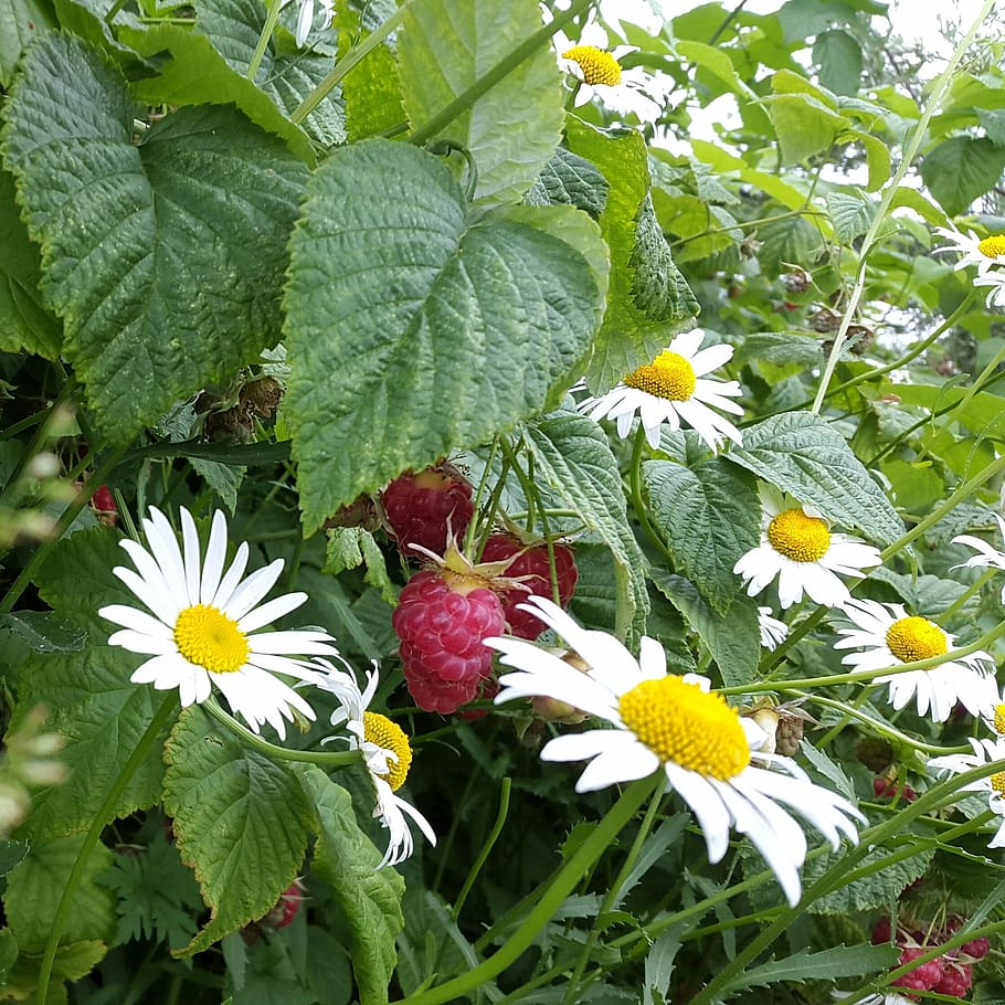 raspberry, chamomile, summer, dacha, handsomely, greens, july HD wallpaper