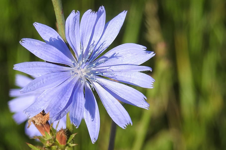 Chicory, Wild Flower, Blossom, Bloom, ordinary chicory, nature HD wallpaper