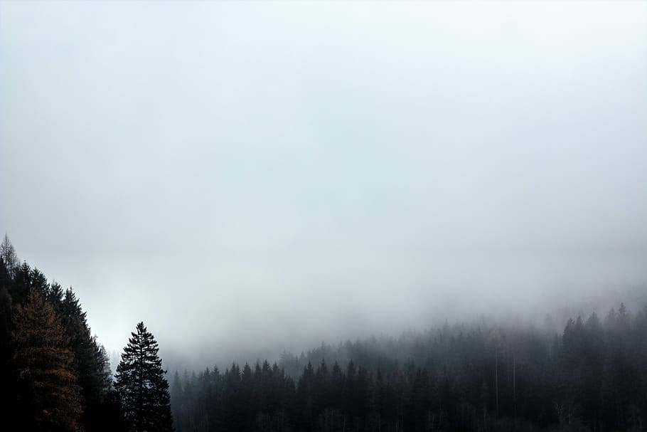 trees under cloudy sky, silhouette of trees surrounded by fog HD wallpaper