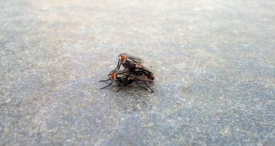fly, mate, insects, propagation, bug, animal themes, invertebrate HD wallpaper
