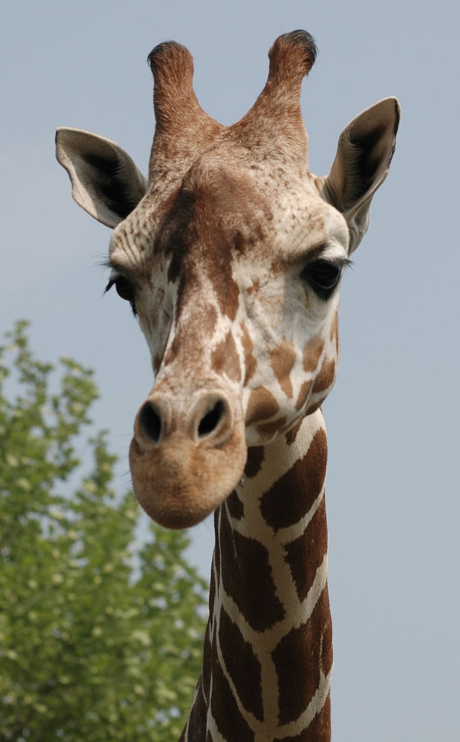 giraffe's head, bear, animal, wildlife, zoology, mammal, species HD wallpaper