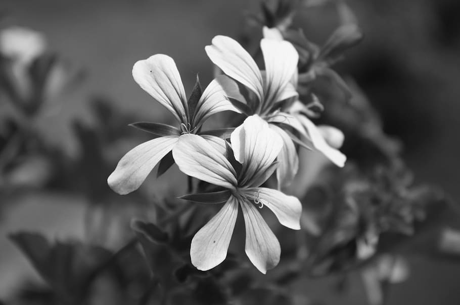 flower, macro, blossom, bloom, nature, spring, plant, close-up HD wallpaper