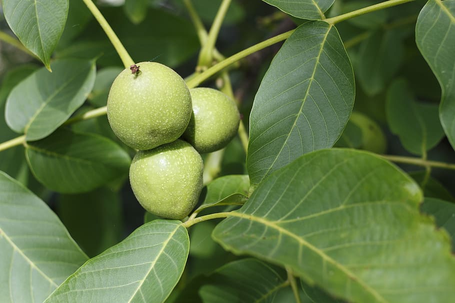 walnut, greek, nutlet, tree, fruit, green, harvest, plant part HD wallpaper