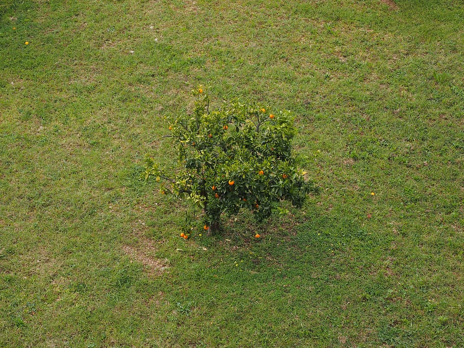tree, orange tree, meadow, fruit tree, plant, growth, green color HD wallpaper