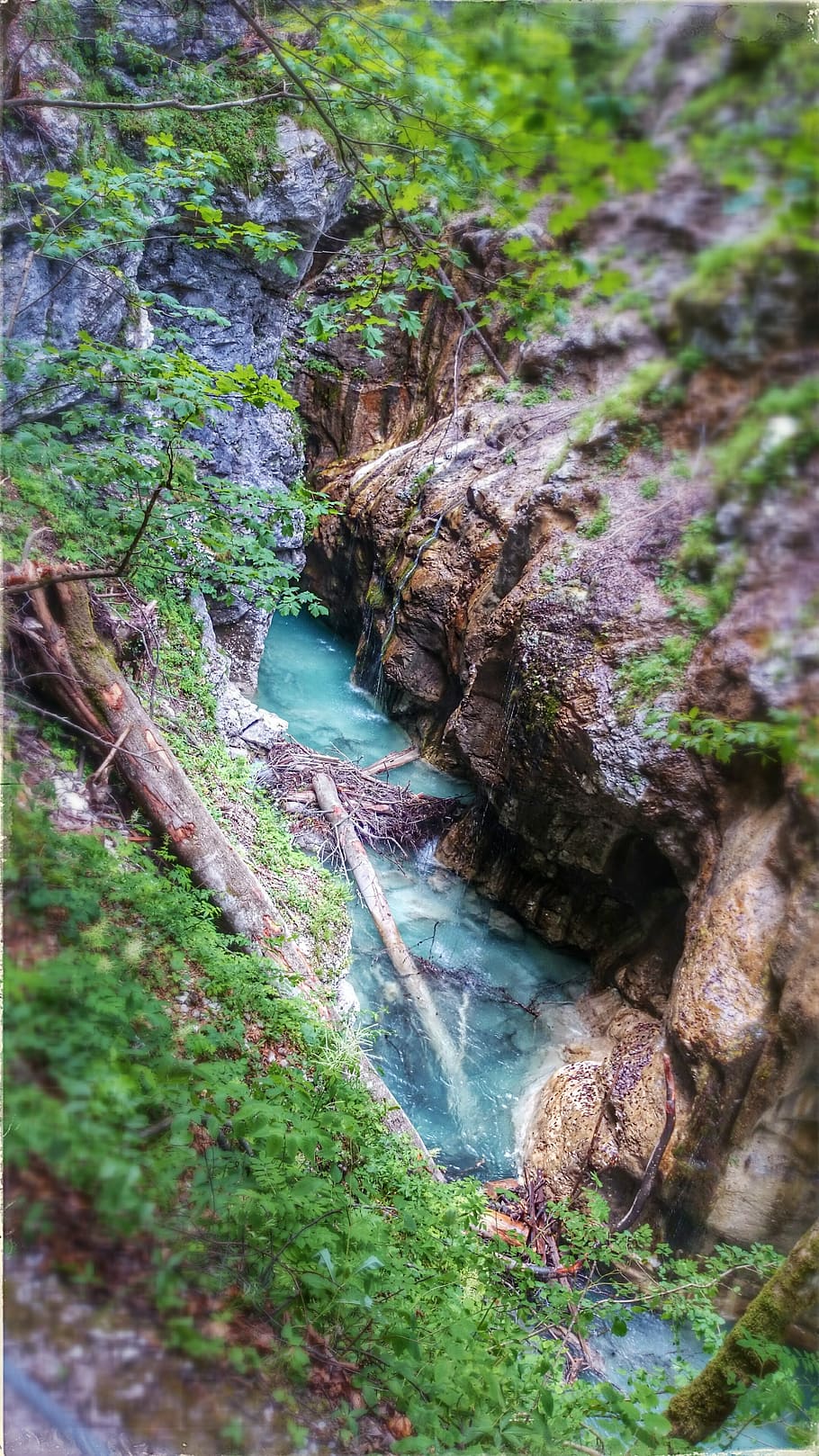 water, tree, gorge, bach, plant, forest, nature, beauty in nature HD wallpaper