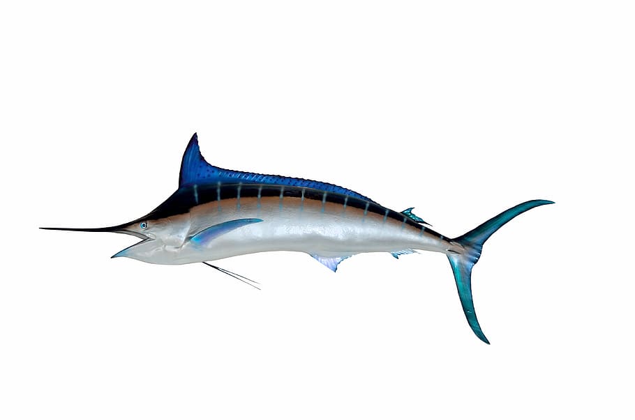 blue marlin, fish, taxidermy, mounted, game fish, sport, fishing, HD wallpaper