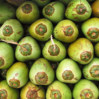 flat lay photography of bunch of coconuts, fruit, green, seed HD wallpaper