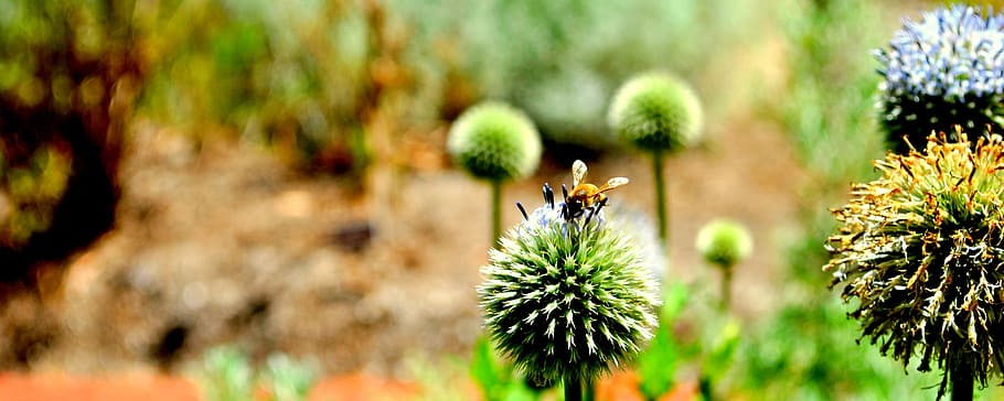 bee, flower, nature, flora, blossom, bloom, garden, pollination HD wallpaper